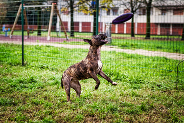 Bull terrier grabbing disc