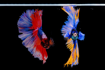 Siamese betta fish beautiful color  on black background