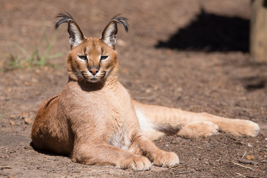 caracal wild cat posing for the camera
