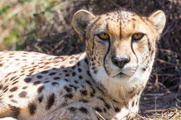 Cheetah lies and looks in the camera