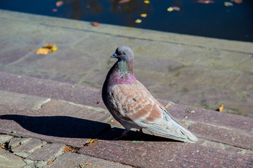 pigeon in the park