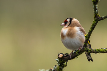 Goldfinch perched on a branch