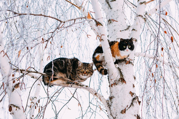 cats sit on a tree in winter