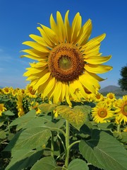 Sunflower field with many yellow flowers