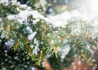 Naklejka na ściany i meble blur winter background with snow on eve branches