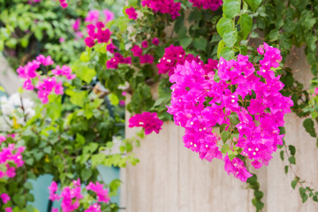 Obraz premium Beautiful and colorful bougainvillea flowers. A wall with bright pink bougainvillea plant growing on the top of the wall hanging down
