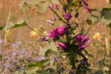 Lila Blüten einer Feldblume