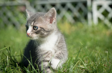 Grau Weiße Katze schaut nach links