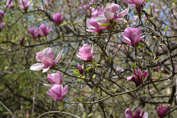 Magnolia tree