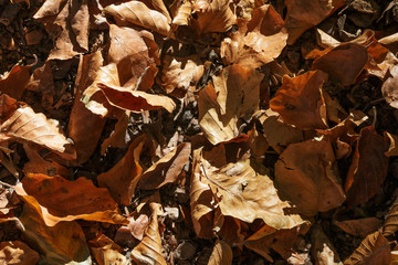 Laub auf Waldboden