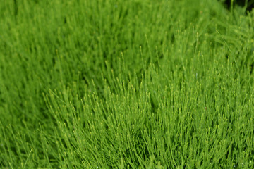 Common horsetail