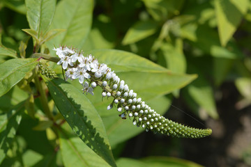 Gooseneck loosestrife