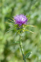 Milk thistle
