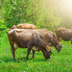 Fototapeta premium Adult dairy cow with a large, full udder