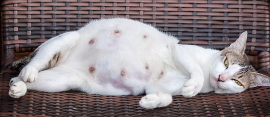 A pregnant mother cat while resting on a wooden chair showing its tummy and nipples