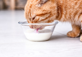 Cute Scottish fold cat drinking milk at home