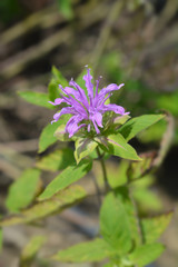 Bee balm Violacea