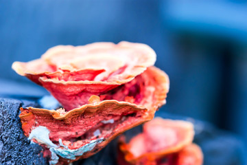 Macro close up shot of a orange colored mushroom with a blue blurry background