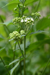 White snakeroot