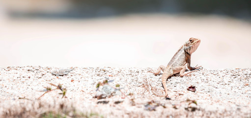 Wide macro closeup shot of a Chameleon Agamids Changeable Lizard Calotes versicolor while crawling on a sand