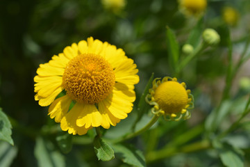 Common sneezeweed