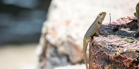 Wide macro closeup shot of a Chameleon Agamids Changeable Lizard Calotes versicolor while crawling...