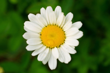 Bright daisy with yellow core closeup at summer