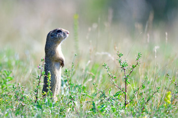 Europäischer Ziesel 