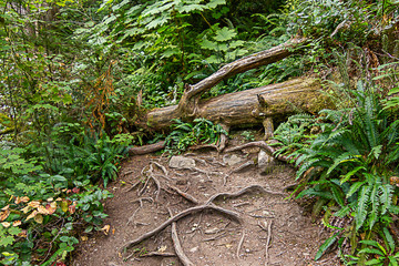large fallen tree and shallow shiny roots cross dirt path