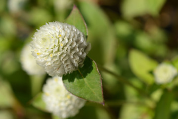 White globe amaranth