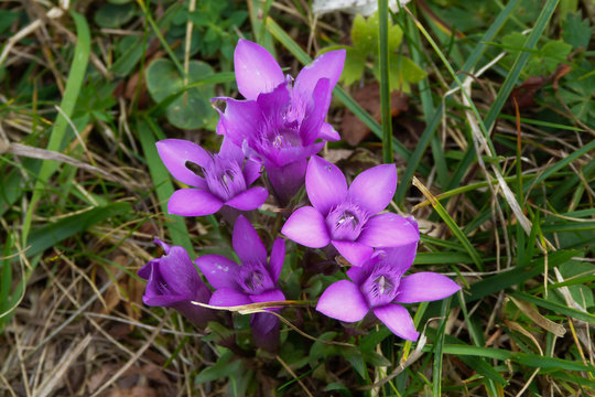 genzianella (Gentianella campestris),fioritura