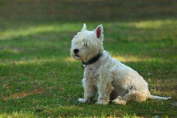 Naklejka na ściany i meble Cute white Scotch terrier sitting on a green grass in the park