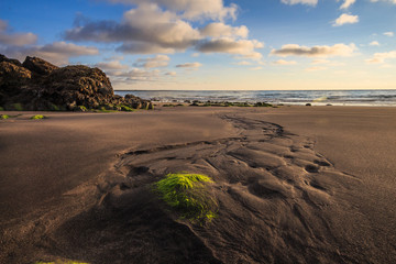 Stony coast at sunset in Iceland