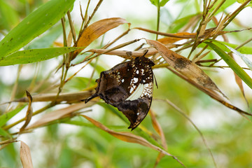 Tiger Leafwing butterfly (Consul Fabius) on leaf