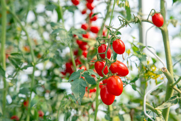 Close up fresh tomato on tree in garden