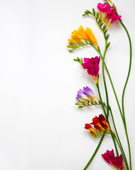 Bouquet of colorful freesia flowers on white background for spring and summer holidays and post card.