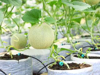 Organic japanese net melon or cantaloupe fruit hanging on melon tree in greenhouse farm.