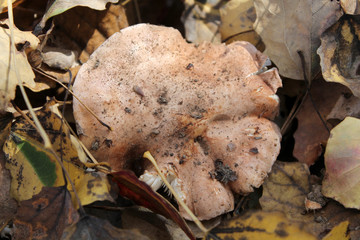 Tricholoma populinum fungus. October, Belarus