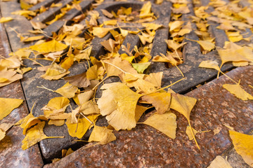 ginkgo leaves scattered on the ground, Shanghai, China