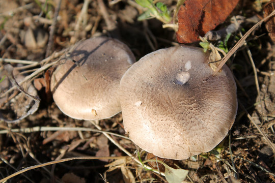 Grey knight fungus or dirty tricholoma (Tricholoma terreum). October, Belarus