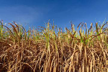 Sugarcane fields withered due to drought.

