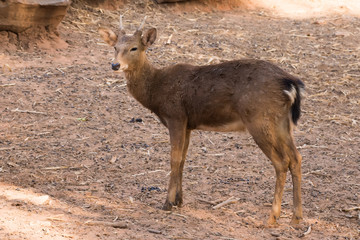 Picture young deer red  On brown soil.