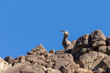 Desert Bighorn Sheep Ewe