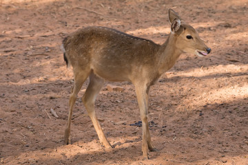 Picture young deer red  On brown soil.