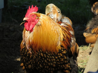 Rooster