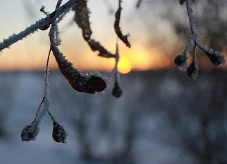 winter sunset frozen leaves ice