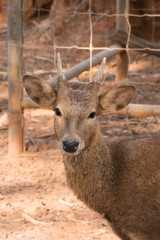Picture young deer red  On brown soil.