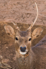 Picture young deer red  On brown soil.