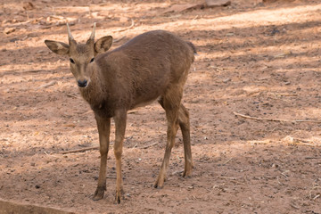 Picture young deer red  On brown soil.