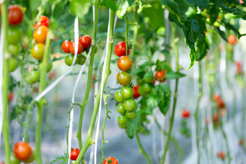 greenhouse for tomato